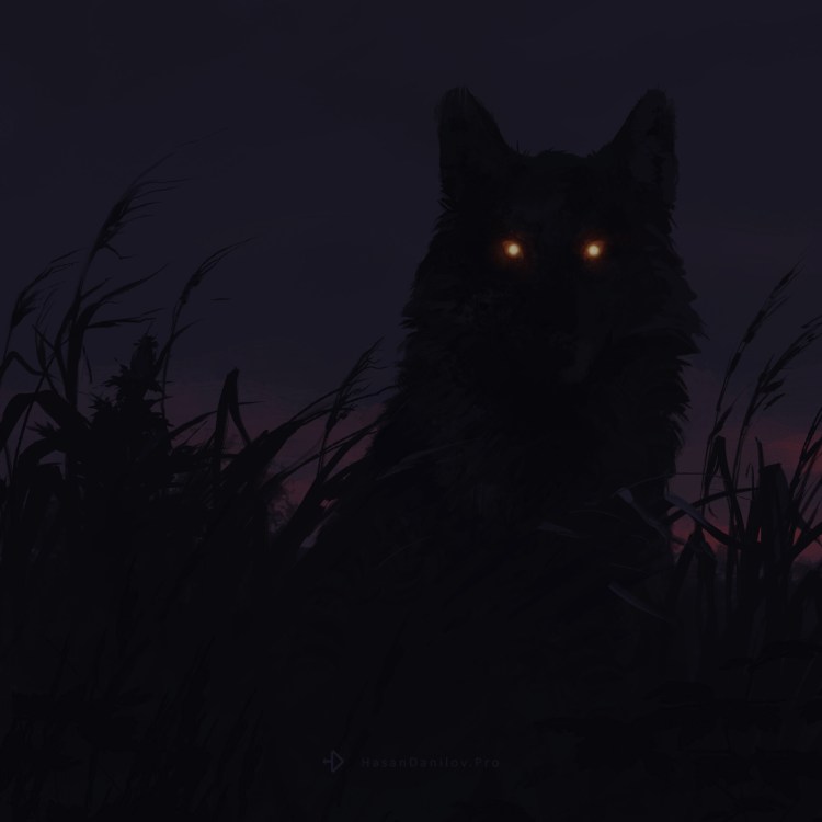 Черный волк ночью