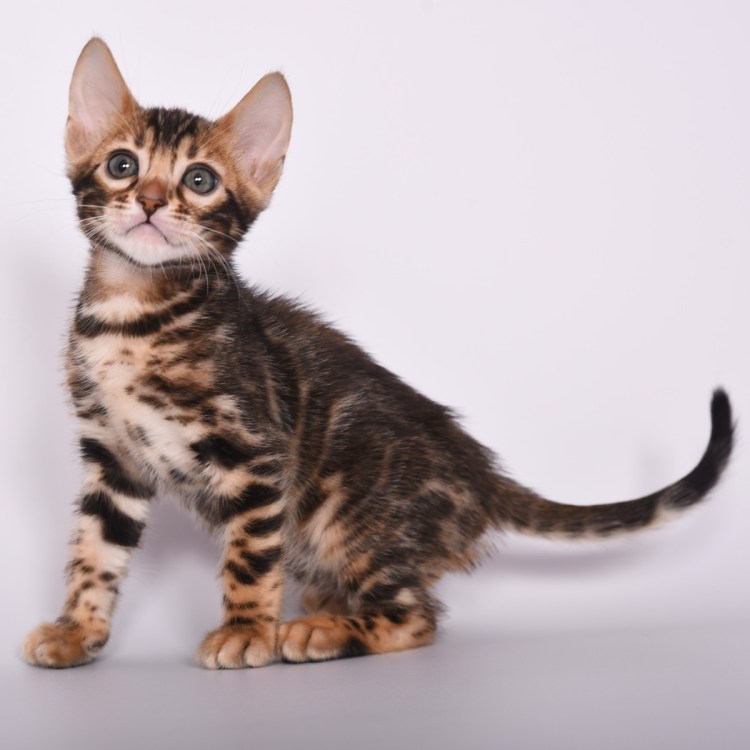 Котята ориенталы метисы