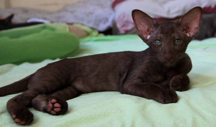 Бенгальский ориентальный кот