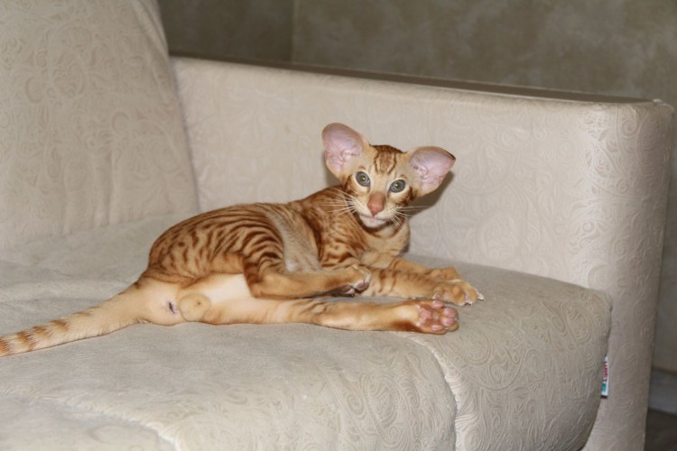 Мейн кун и сфинкс помесь