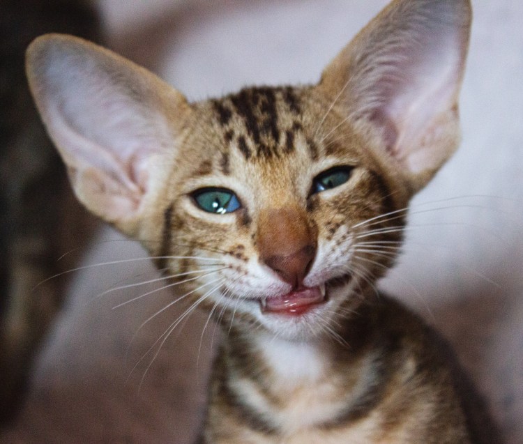 Бенгальская Саванна кошка
