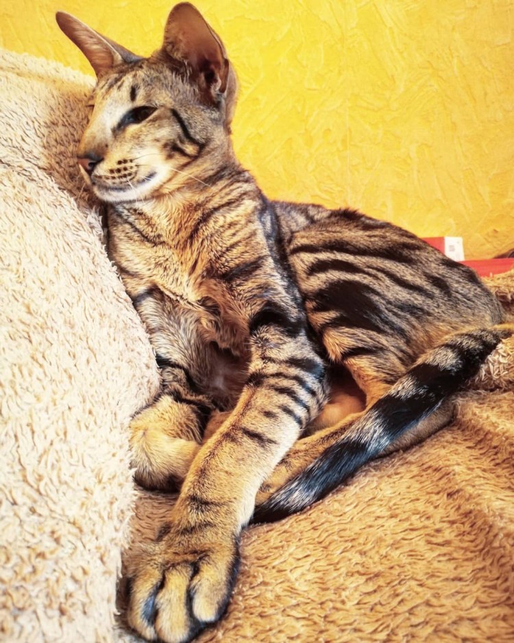 Бенгальские котята Марабл