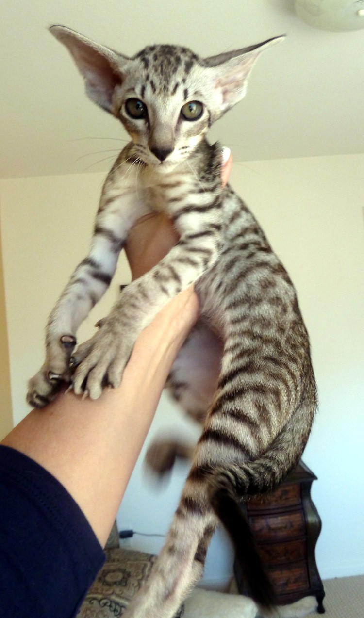 Котята бенгальской породы