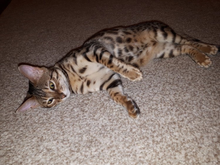 Бенгальский кот метис полосатый
