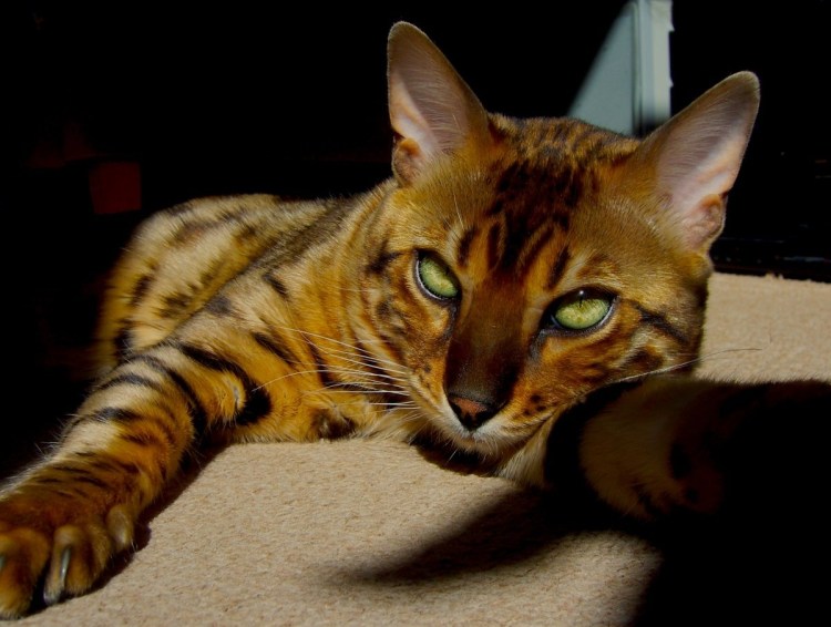 Донской сфинкс рыжий табби