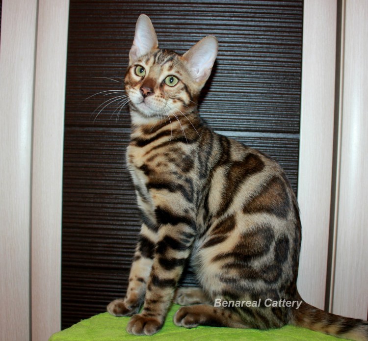 Оцикет метис