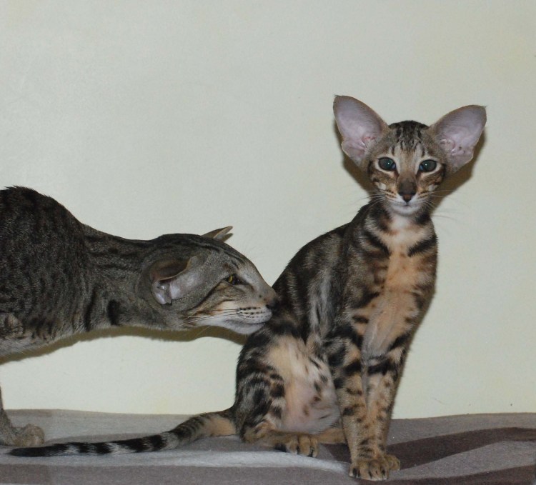 Ориентал бенгал Сиам