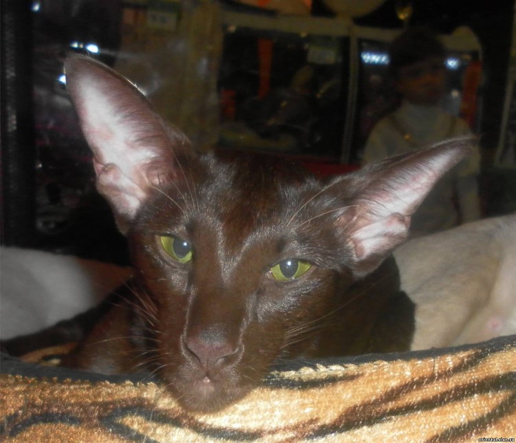 Серенгети (порода кошек)