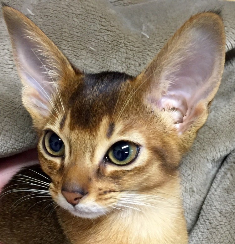 Ориентальная короткошерстная