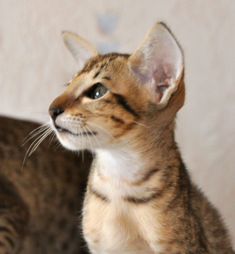 Бенгальская кошка тойгер