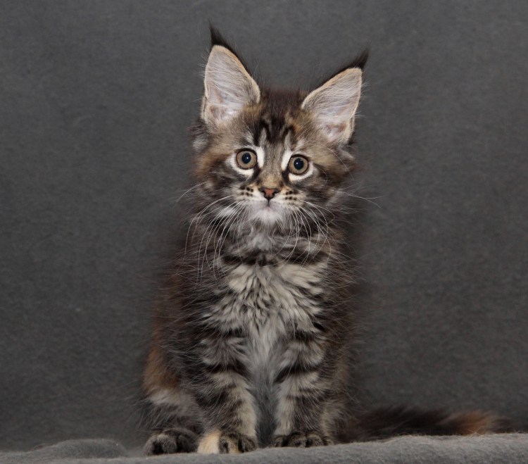 Абиссинская кошка Ориентал