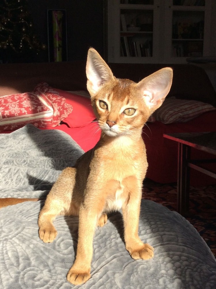 Котопес Ориентал