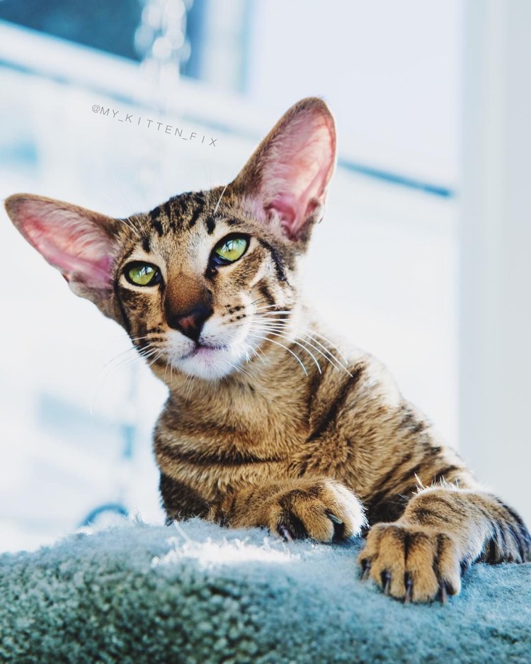 Египетский МАУ бенгал