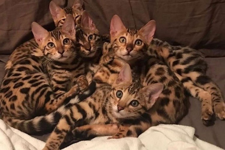 Бенгальская Сиамская кошка