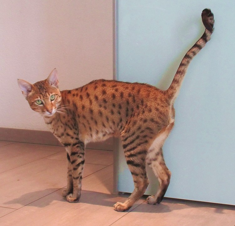 Котята породы Оцикет