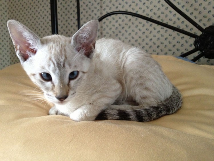 Порода тойгер