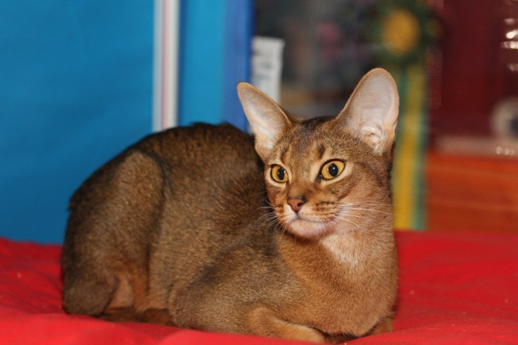 Метис ориентала и канадского сфинкса