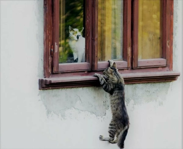 Кот за окном