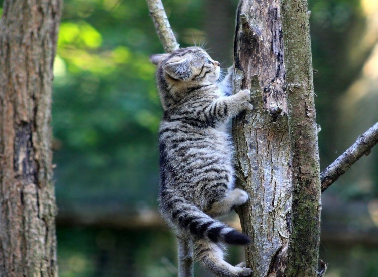 Кот лезет на дерево