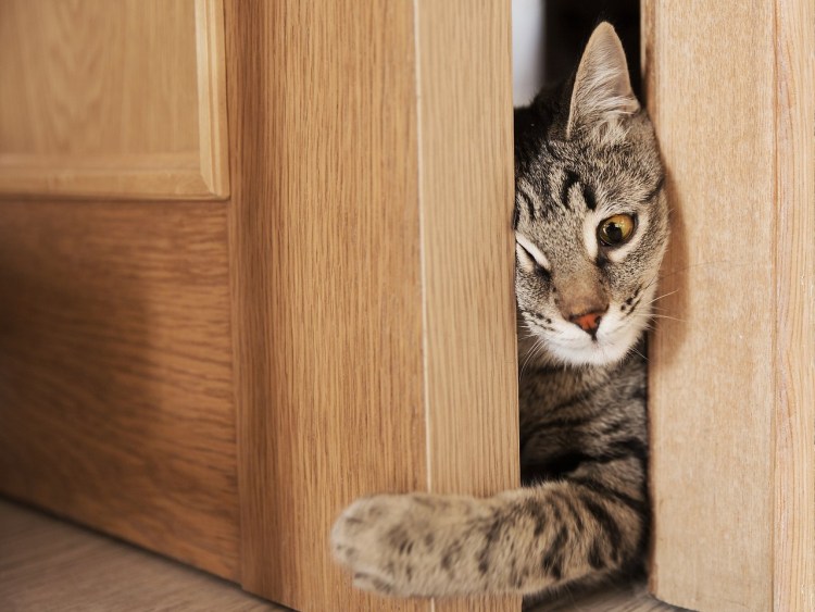 Кот пролезает в щель