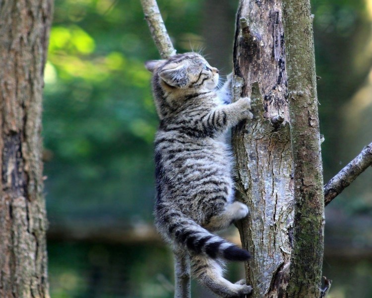Кот на дереве