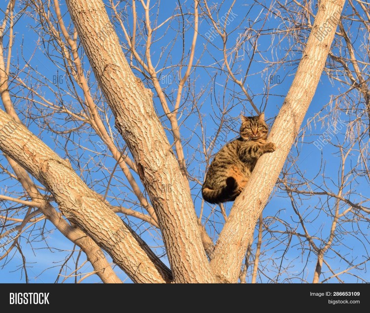 Спасение кота с дерева
