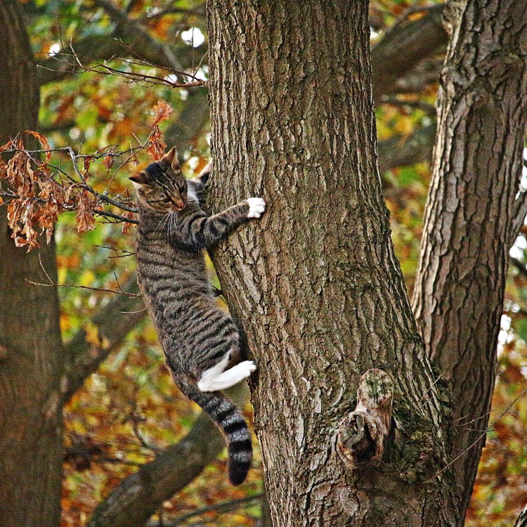 Кот на дереве