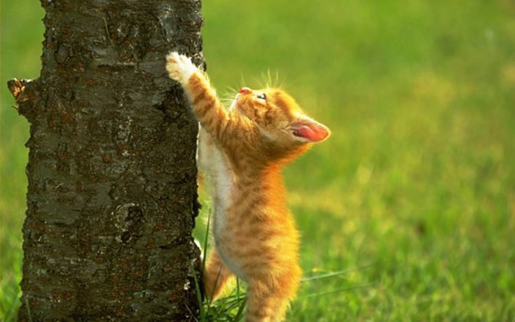 Держись солнышко