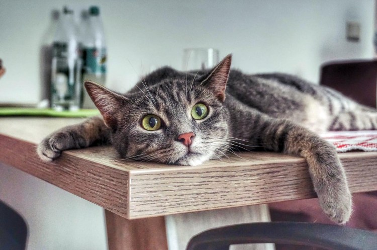 Кошка лежит на столе