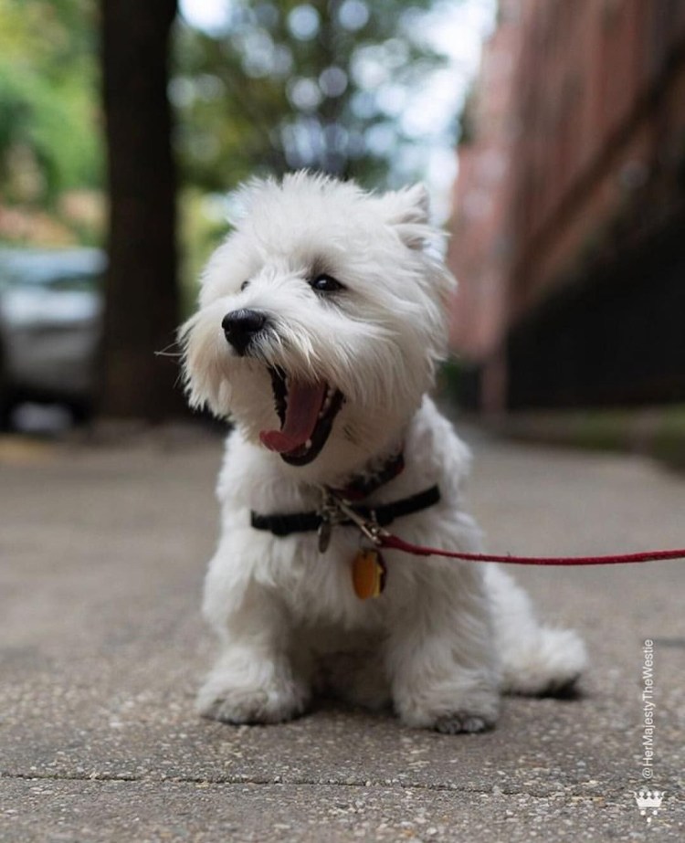 Коротколапый терьер