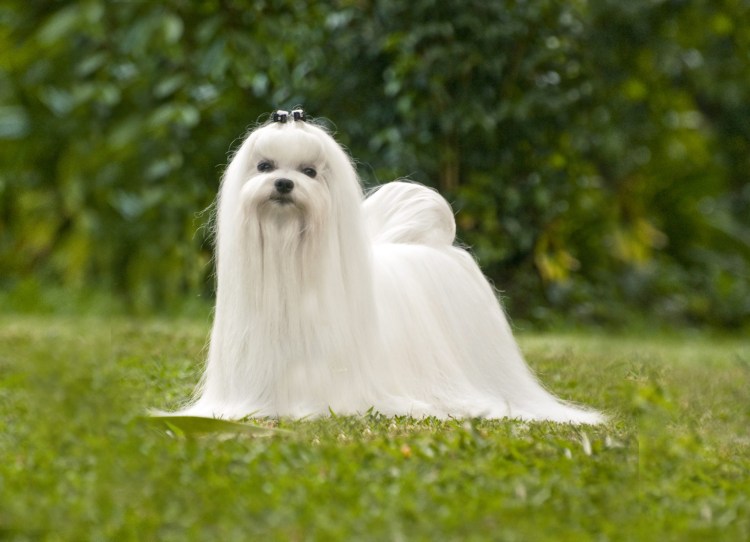 Собачка Мальтийская болонка