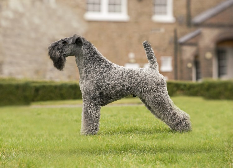 Керри Блю терьер