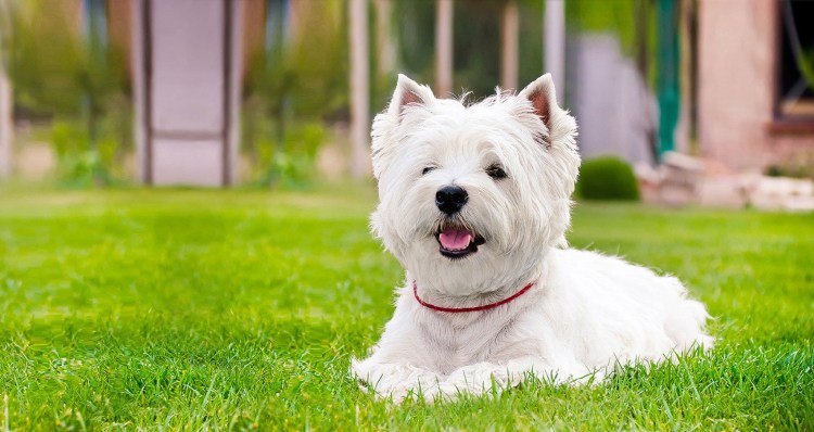 Собака борзая Грейхаунд