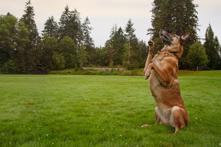 Собака сидит на траве