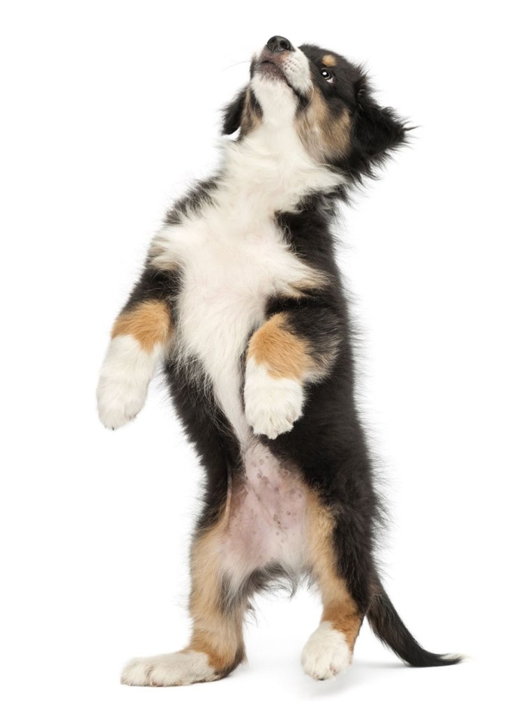 Собака стоит на задних лапах