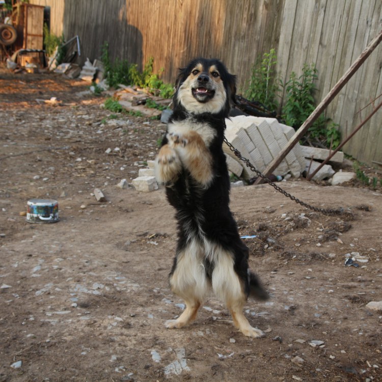 Собачки дворняжки на задних лапах