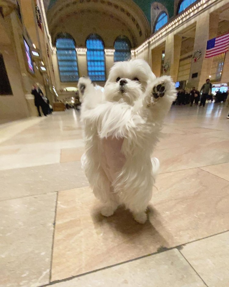 Собачка на задних лапках