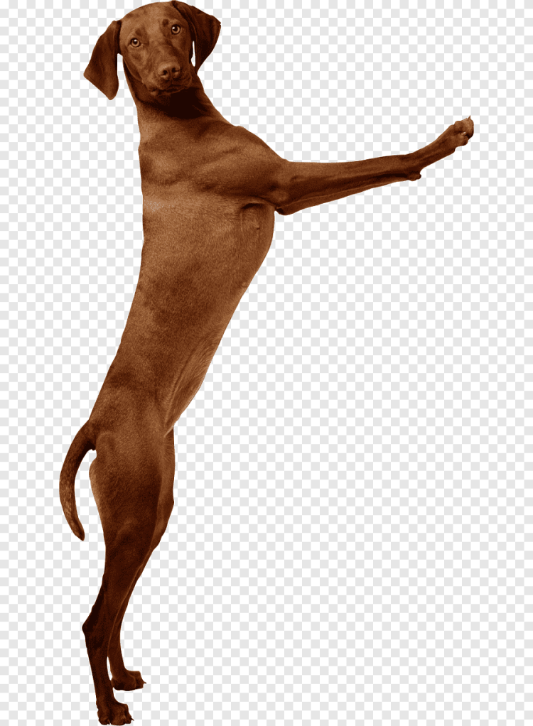 Собака стоит на задних лапах