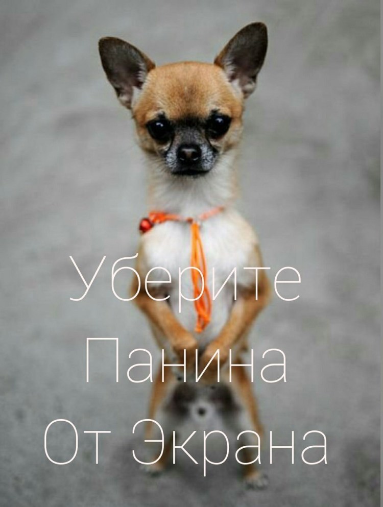 Собаки натзадних лапах