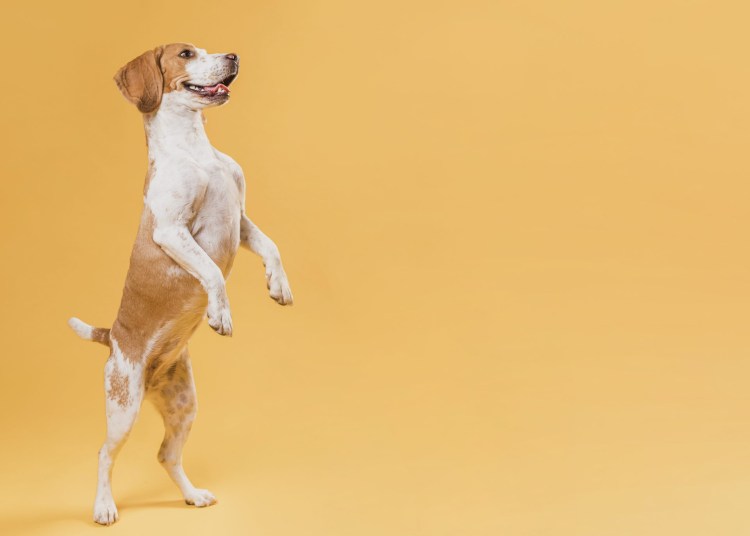 Собаки натзадних лапах