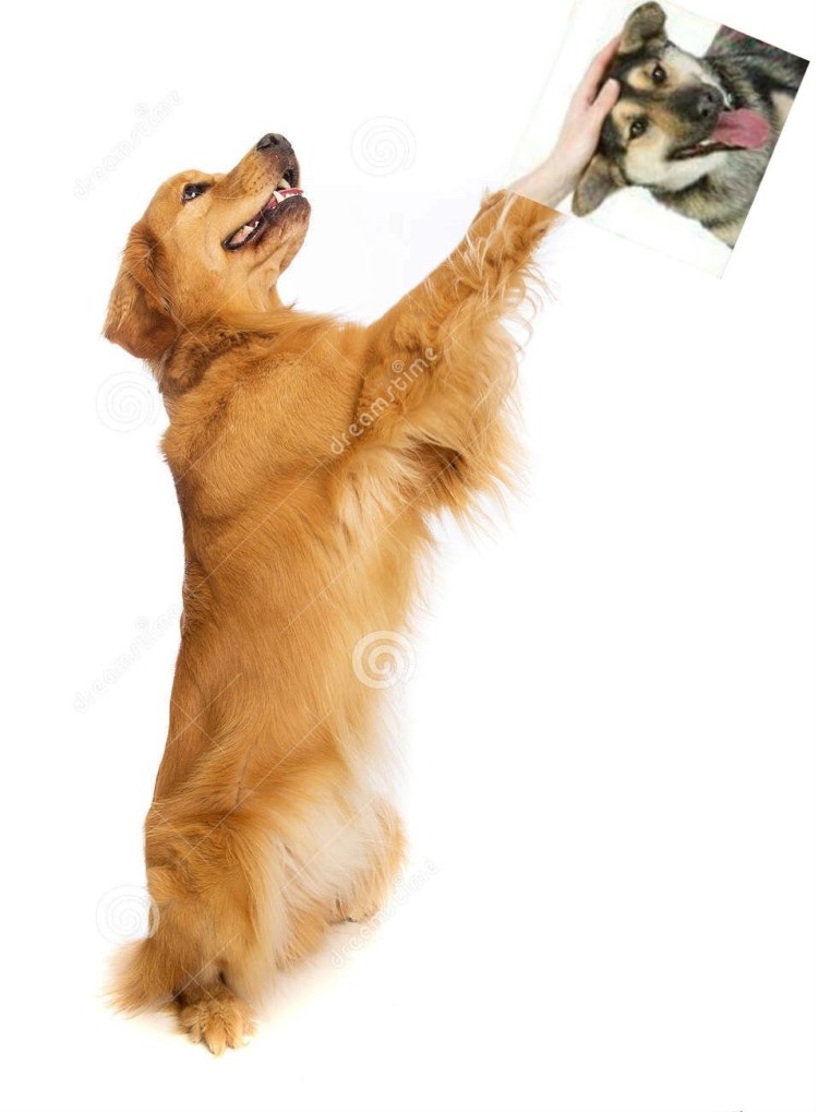 Золотистый ретривер на задних лапах