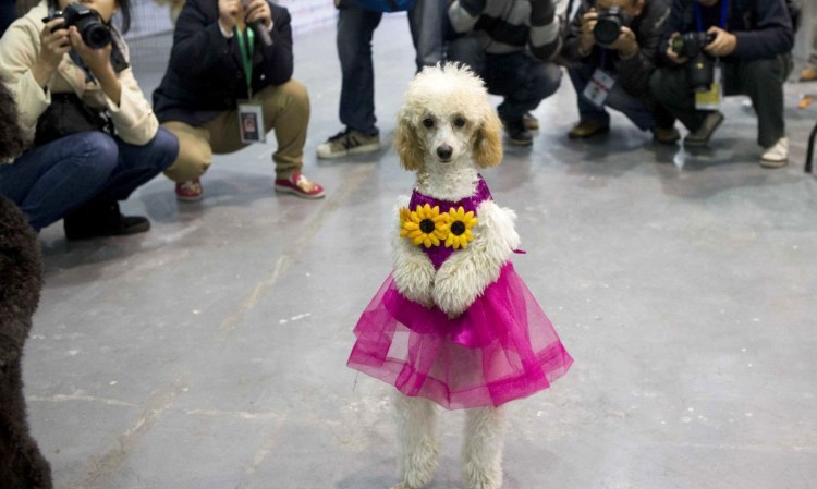 Пудель в одежде