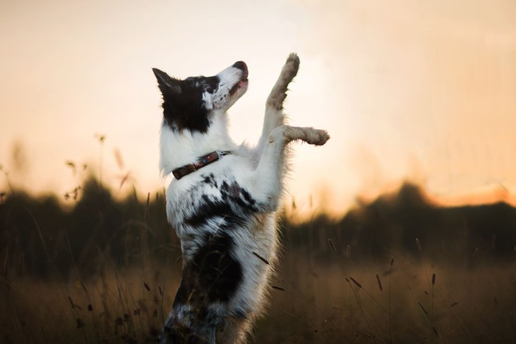 Собака встала на задние лапы