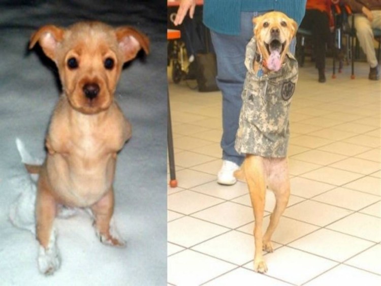 Собака без передних лап