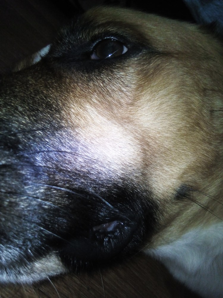 Собака с языком