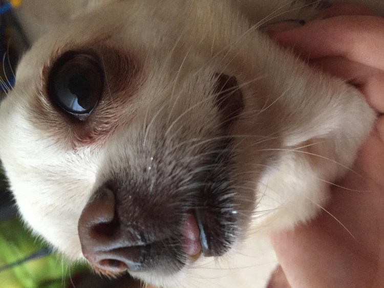 У собаки опухла щека под глазом