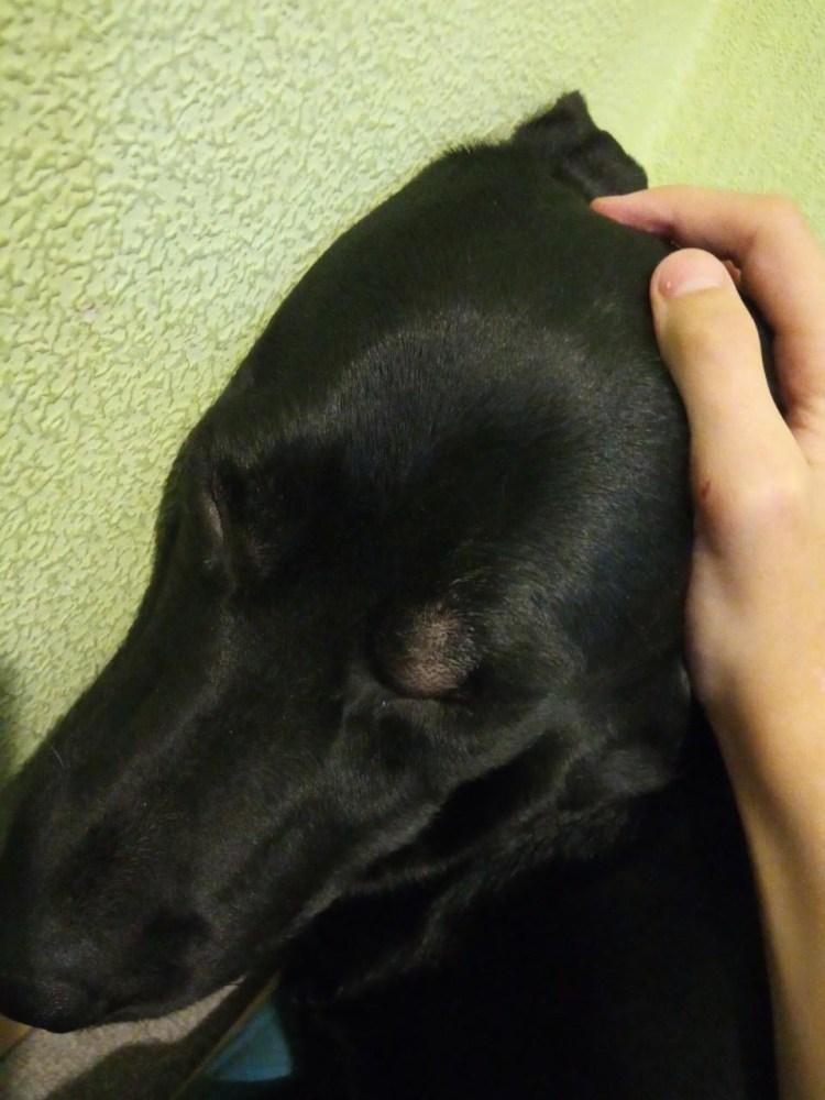 Бурсит скакательного сустава у собак