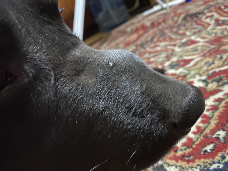 Дерматомикоз (стригущий лишай)