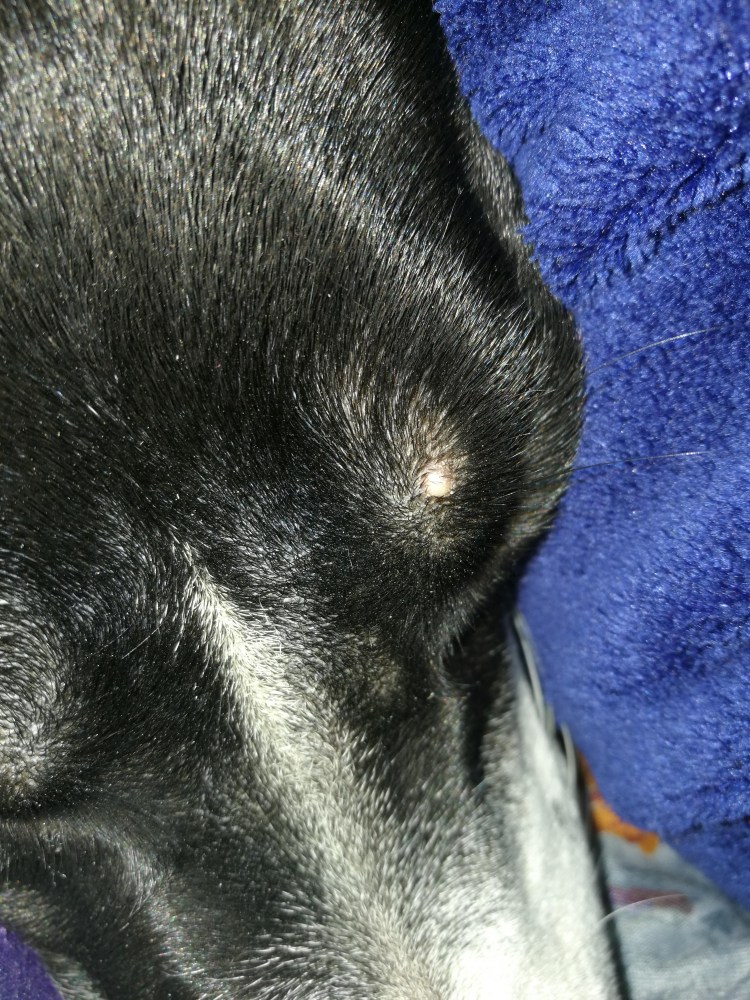 Бугорки на морде собаки