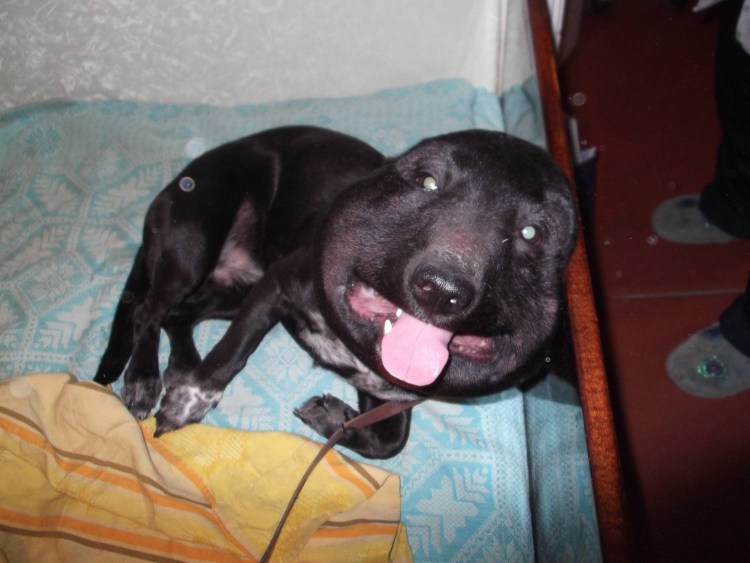 Акральный дерматит у собак